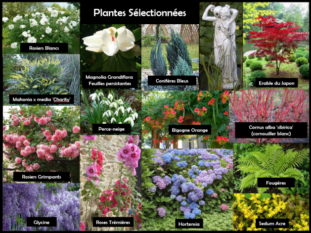 plantes sélectionnées